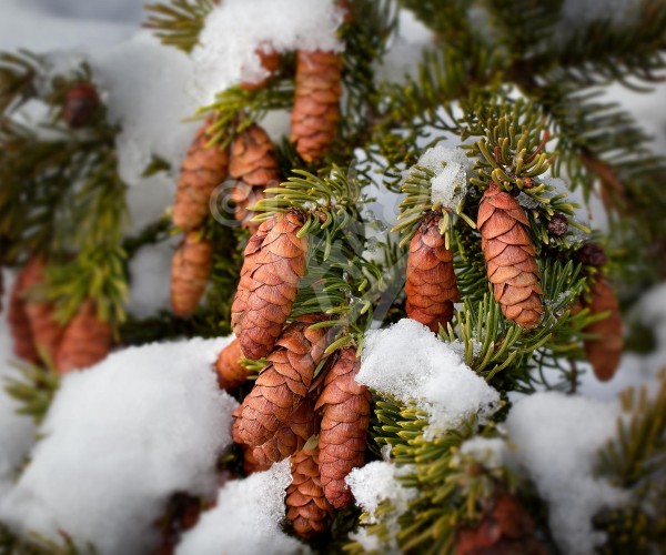 St. John's, spruce cones in winter